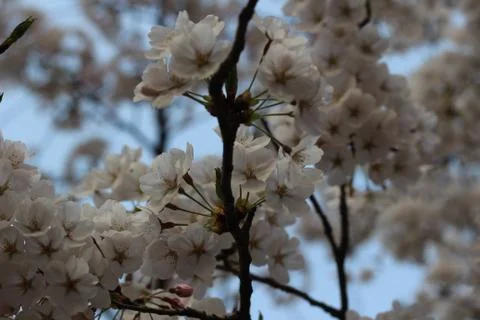 Cherry blossoms Stock Photos
