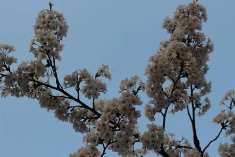 Cherry blossoms Stock Photos