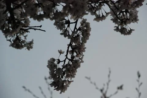 Cherry blossoms Stock Photos