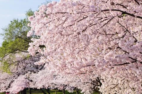 Cherry Blossoms Stock Photos