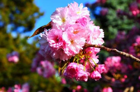 Cherry blossoms Stock Photos