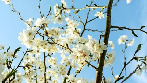 Cherry Blossoms Stock-Fotos