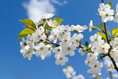 Cherry blossoms Stock Photos