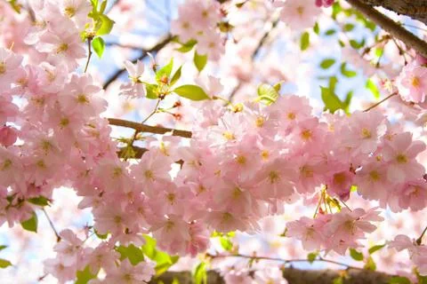 Cherry blossoms Stock Photos