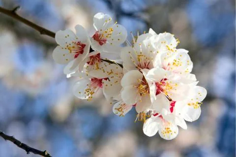 Cherry blossoms Stock Photos