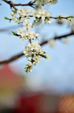 Cherry blossoms Stock Photos