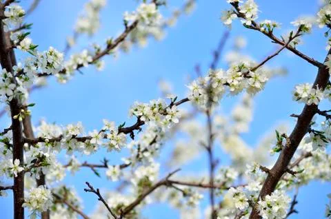Cherry blossoms Stock Photos