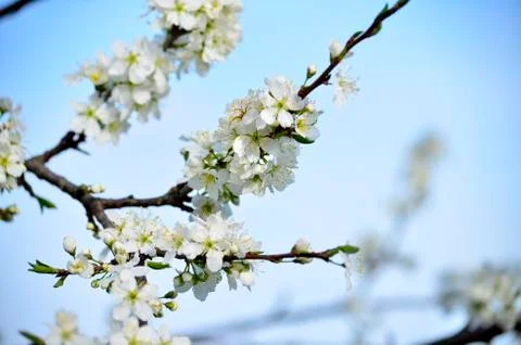 Cherry blossoms Stock Photos
