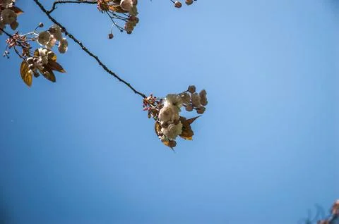 Cherry blossoms 스톡 사진