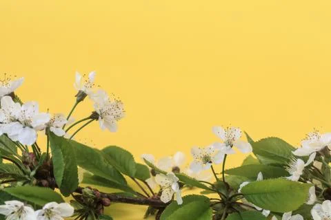 Cherry blossoms Stock Photos