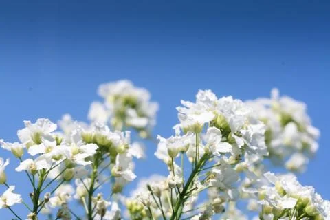 Cherry blossoms Stock Photos