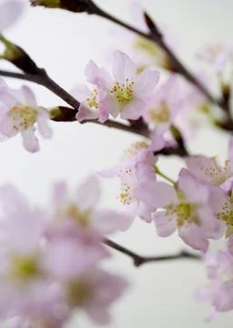 Cherry blossoms Stock Photos