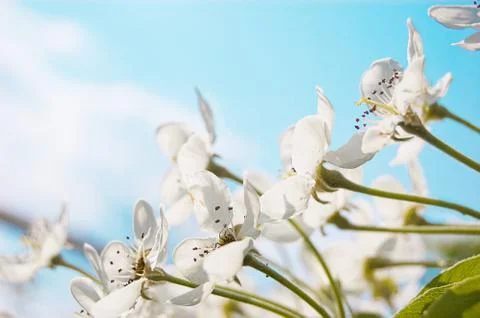 Cherry blossoms Stock Photos