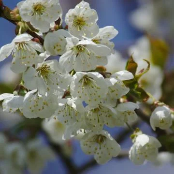Cherry blossoms Foto stock