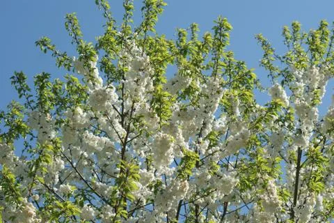 Cherry blossoms Stock Photos