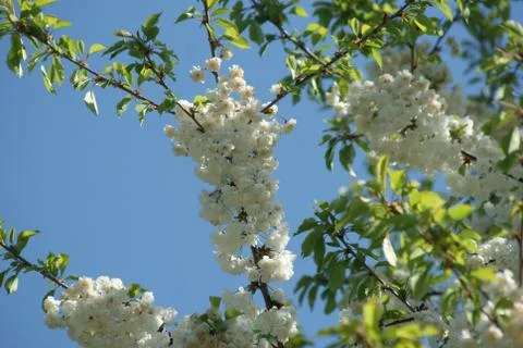 Cherry blossoms Stock Photos