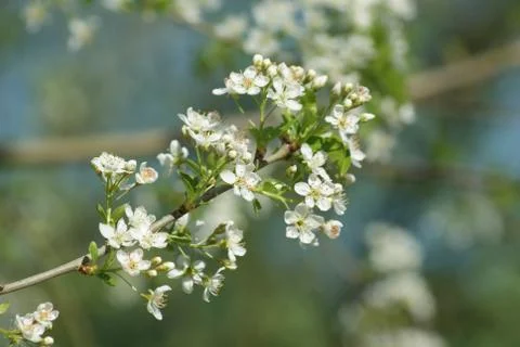 Cherry blossoms Stock Photos