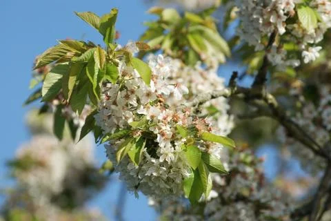Cherry blossoms Stock Photos
