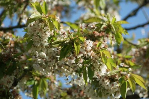Cherry blossoms Stock Photos