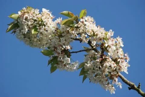 Cherry blossoms Stock Photos