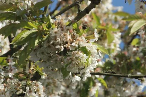 Cherry blossoms Stock Photos