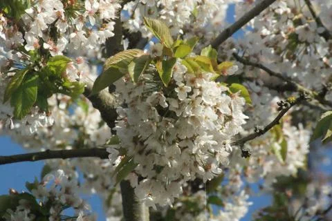 Cherry blossoms Stock Photos
