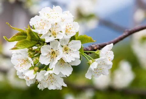Cherry blossoms Stock Photos