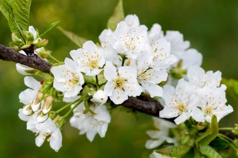 Cherry blossoms Stock Photos