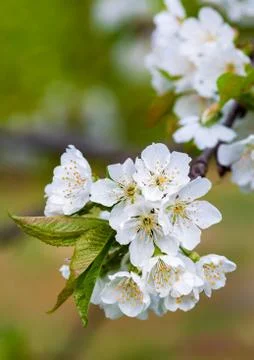 Cherry blossoms Stock Photos