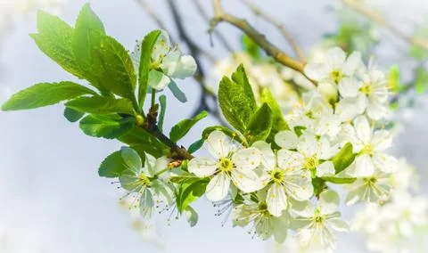 Cherry blossoms 写真素材