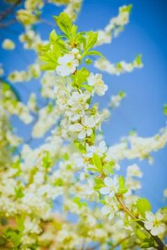 Cherry blossoms Stock Photos