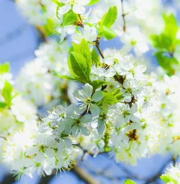 Cherry blossoms Foto stock