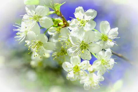 Cherry blossoms Stock Photos