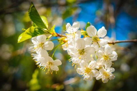 Cherry blossoms Фото
