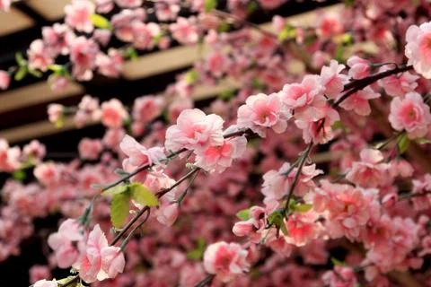 Cherry blossoms Stock Photos