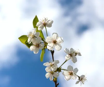 Cherry blossoms Photos