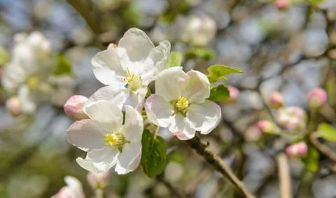 Cherry blossoms Stock Photos