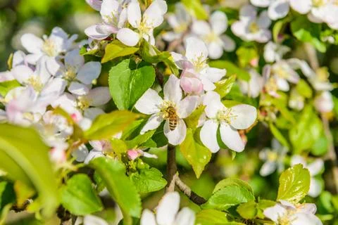 Cherry blossoms Stock Photos