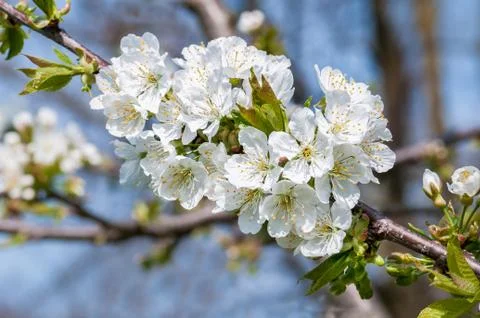 Cherry blossoms Foto stock