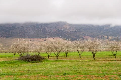 Cherry blossoms Stock Photos