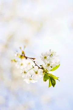 Cherry blossoms Stock-Fotos