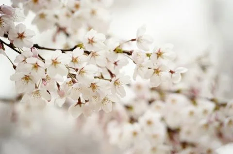 Cherry blossoms Stock Photos