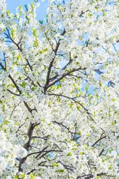 Cherry blossoms 写真素材