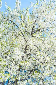 Cherry blossoms Photos