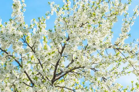 Cherry blossoms 写真素材