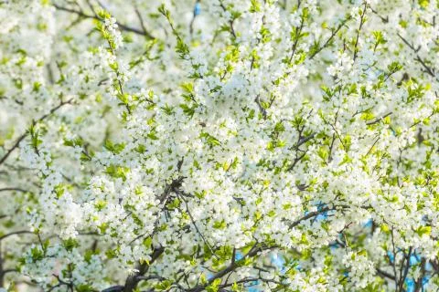 Cherry blossoms Stock Photos