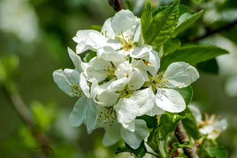 Cherry blossoms Stock Photos