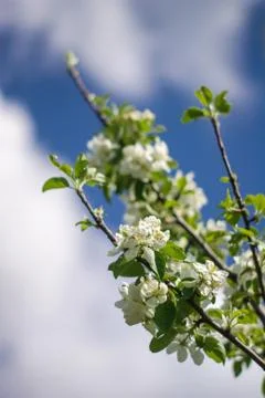 Cherry blossoms Stock Photos