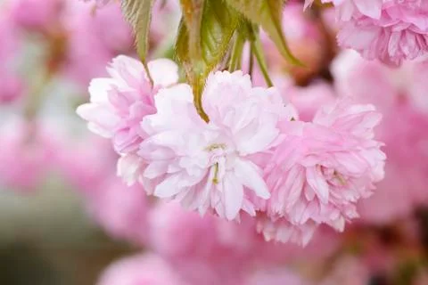 Cherry blossoms Stock Photos