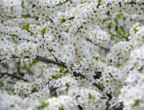 Cherry blossoms Stock Photos